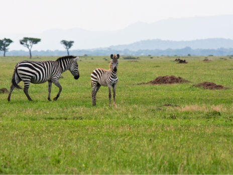 TrailGuard AI AI Powered Cameras Deployed To Protect Against Poachers