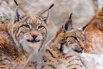 A UK lynx reintroduction could boost eco-tourism - Verdict